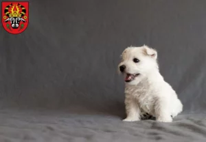 Mehr über den Artikel erfahren Westie Züchter und Welpen in Parchim
