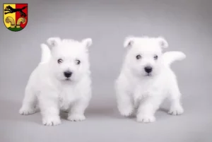 Mehr über den Artikel erfahren Westie Züchter und Welpen in Peine