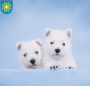 Mehr über den Artikel erfahren Westie Züchter und Welpen in Perleberg