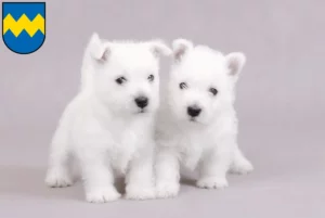 Mehr über den Artikel erfahren Westie Züchter und Welpen in Pfaffenhofen an der Ilm
