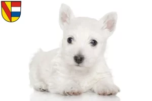 Mehr über den Artikel erfahren Westie Züchter und Welpen in Pforzheim