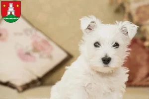Mehr über den Artikel erfahren Westie Züchter und Welpen in Pinneberg