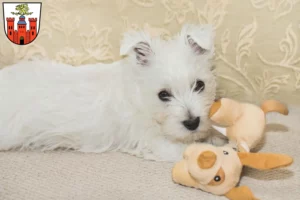 Mehr über den Artikel erfahren Westie Züchter und Welpen in Pirmasens