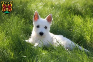 Mehr über den Artikel erfahren Westie Züchter und Welpen in Pirna