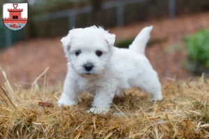 Mehr über den Artikel erfahren Westie Züchter und Welpen in Plön