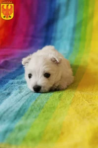 Mehr über den Artikel erfahren Westie Züchter und Welpen in Potsdam
