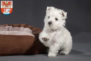Mehr über den Artikel erfahren Westie Züchter und Welpen in Prenzlau