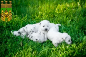 Mehr über den Artikel erfahren Westie Züchter und Welpen in Recklinghausen