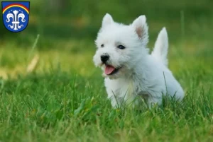 Mehr über den Artikel erfahren Westie Züchter und Welpen in Regen (Stadt)