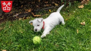 Mehr über den Artikel erfahren Westie Züchter und Welpen in Regensburg