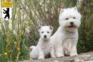 Mehr über den Artikel erfahren Westie Züchter und Welpen in Reinickendorf