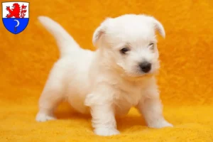 Mehr über den Artikel erfahren Westie Züchter und Welpen in Remscheid