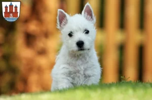 Mehr über den Artikel erfahren Westie Züchter und Welpen in Rendsburg