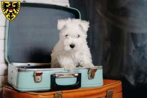 Mehr über den Artikel erfahren Westie Züchter und Welpen in Reutlingen