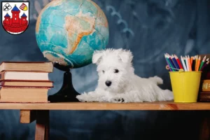 Mehr über den Artikel erfahren Westie Züchter und Welpen in Rotenburg (Wümme)