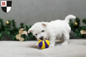 Mehr über den Artikel erfahren Westie Züchter und Welpen in Roth