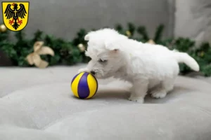 Mehr über den Artikel erfahren Westie Züchter und Welpen in Rottweil