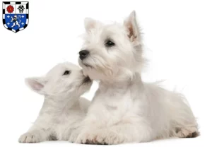 Mehr über den Artikel erfahren Westie Züchter und Welpen in Saarbrücken