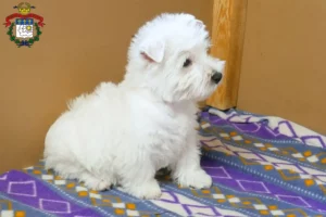 Mehr über den Artikel erfahren Westie Züchter und Welpen in Saarlouis