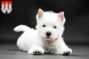 Mehr über den Artikel erfahren Westie Züchter und Welpen in Salzburg