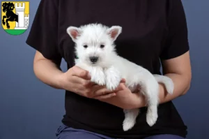 Mehr über den Artikel erfahren Westie Züchter und Welpen in Schaffhausen