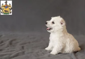 Mehr über den Artikel erfahren Westie Züchter und Welpen in Schleiz