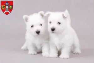 Mehr über den Artikel erfahren Westie Züchter und Welpen in Schwabach