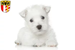 Mehr über den Artikel erfahren Westie Züchter und Welpen in Schwaben