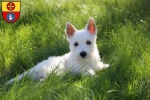 Mehr über den Artikel erfahren Westie Züchter und Welpen in Schwäbisch Hall