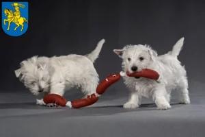 Mehr über den Artikel erfahren Westie Züchter und Welpen in Schwerin