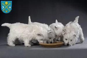 Mehr über den Artikel erfahren Westie Züchter und Welpen in Seelow