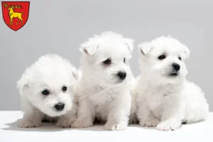 Mehr über den Artikel erfahren Westie Züchter und Welpen in Sigmaringen