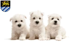 Mehr über den Artikel erfahren Westie Züchter und Welpen in Simmern/Hunsrück