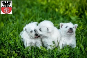 Mehr über den Artikel erfahren Westie Züchter und Welpen in Sömmerda