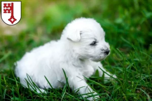 Mehr über den Artikel erfahren Westie Züchter und Welpen in Soest