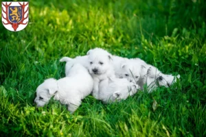 Mehr über den Artikel erfahren Westie Züchter und Welpen in Sondershausen