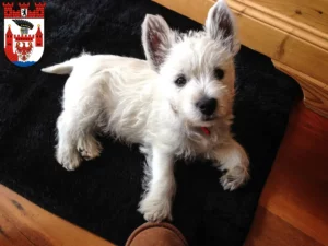 Mehr über den Artikel erfahren Westie Züchter und Welpen in Spandau