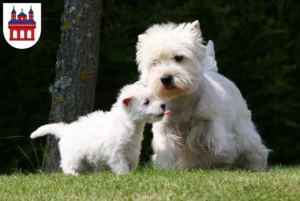 Mehr über den Artikel erfahren Westie Züchter und Welpen in Speyer