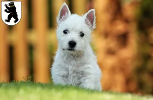 Mehr über den Artikel erfahren Westie Züchter und Welpen in St. Gallen