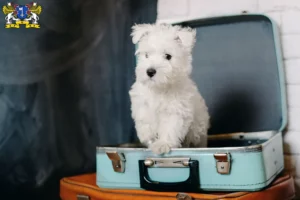 Mehr über den Artikel erfahren Westie Züchter und Welpen in Stade
