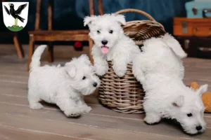 Mehr über den Artikel erfahren Westie Züchter und Welpen in Starnberg