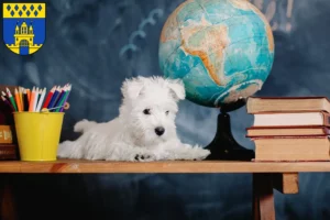 Mehr über den Artikel erfahren Westie Züchter und Welpen in Steinfurt