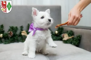 Mehr über den Artikel erfahren Westie Züchter und Welpen in Stendal