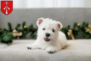 Mehr über den Artikel erfahren Westie Züchter und Welpen in Stralsund