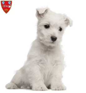 Mehr über den Artikel erfahren Westie Züchter und Welpen in Straubing