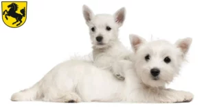 Mehr über den Artikel erfahren Westie Züchter und Welpen in Stuttgart