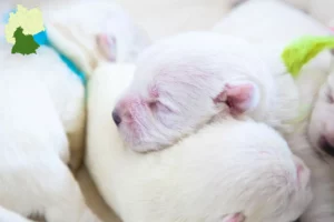 Mehr über den Artikel erfahren Westie Züchter und Welpen in Süddeutschland