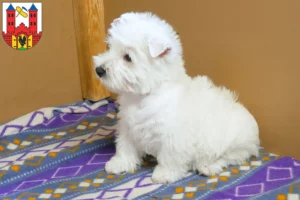 Mehr über den Artikel erfahren Westie Züchter und Welpen in Suhl