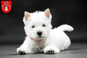 Mehr über den Artikel erfahren Westie Züchter und Welpen in Tauberbischofsheim