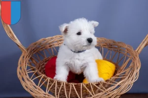 Mehr über den Artikel erfahren Westie Züchter und Welpen im Tessin